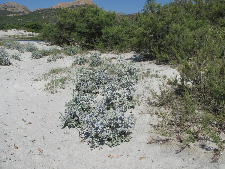 Eryngium maritimum
